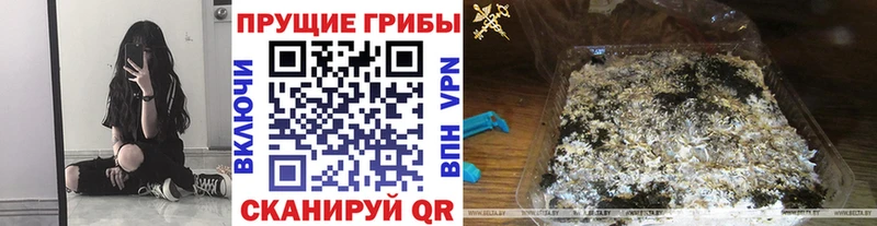 Псилоцибиновые грибы мицелий  Сосновый Бор 